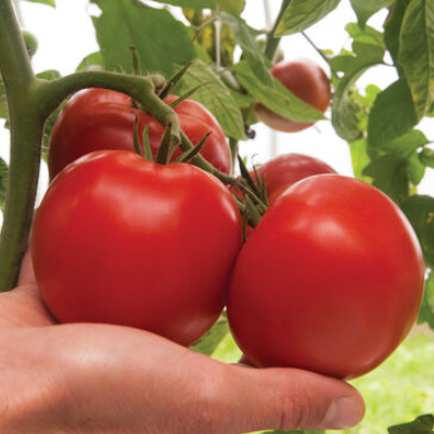 $2.50 Lb Big Dena Tomatoes