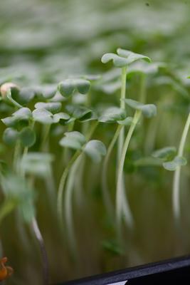 Live Broccoli Microgreens