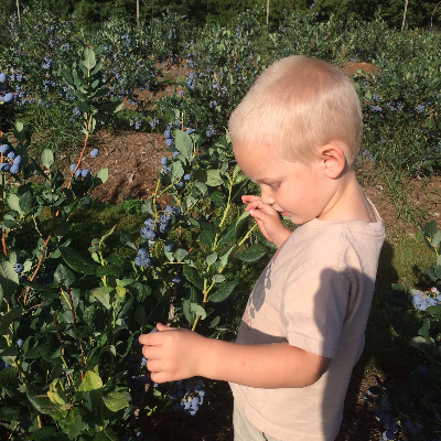 Shingle Mill Blueberries