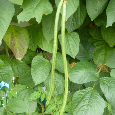 Long Bean Leaves