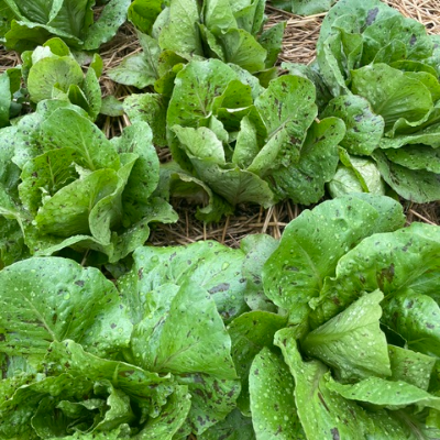 Leaf Lettuce
