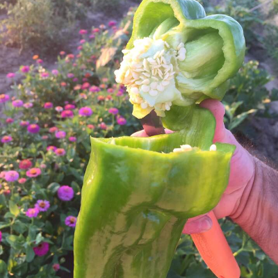 Bell Peppers