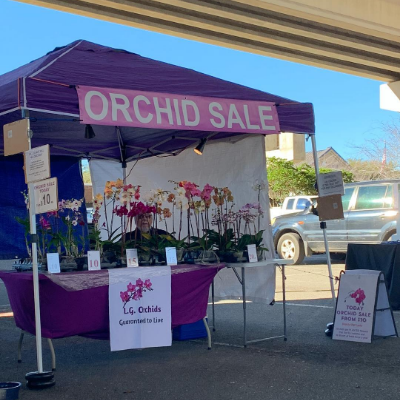 Orchids And Related Crafts