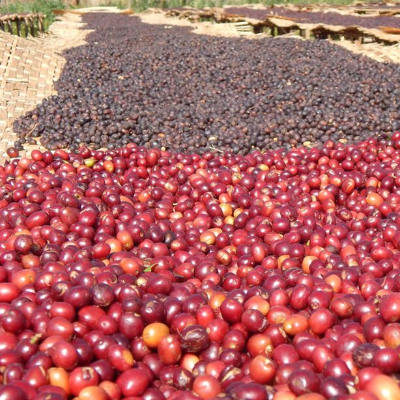 Ethiopia Sidamo Reserve Dark Roast 2 Lb