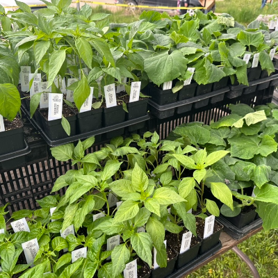 Plant Starts - Herbs, Flowers, Native Plants, Vegetables