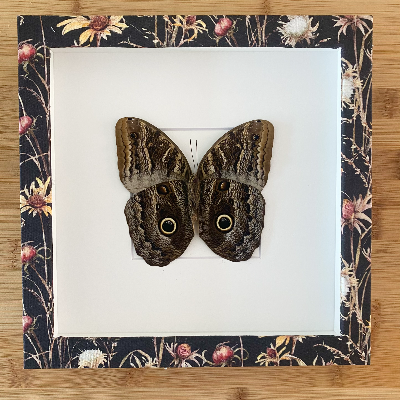 Butterfly Shadow Box Frame