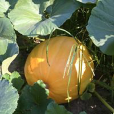 Pumpkins - Jack O Lanterns