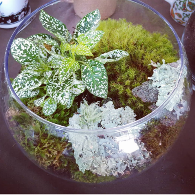 Terrariums