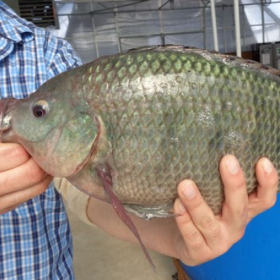 Tilapia