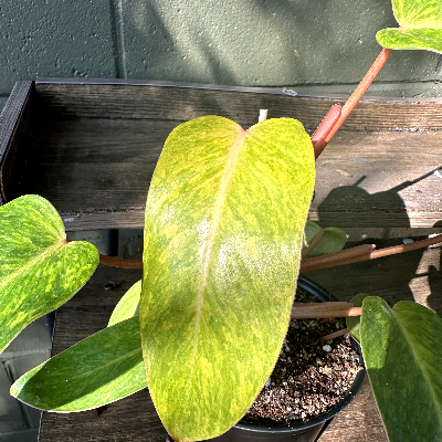 Philodendron Painted Lady