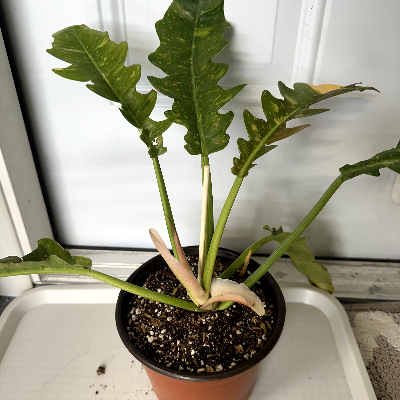 Philodendron Ring Of Fire