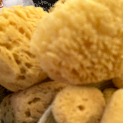 Sea Sponges Sustainable Harvested