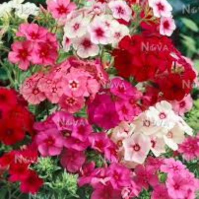 Phlox 'Grandiflora Mix'