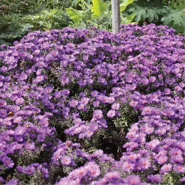 Aster N. 'Purple Dome'
