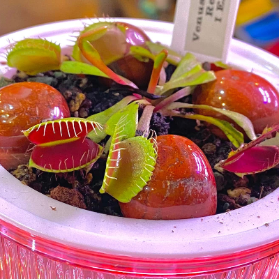 Venus Fly Trap