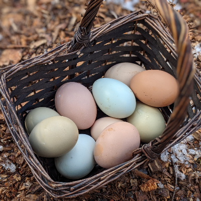 Multicolored Chicken Eggs