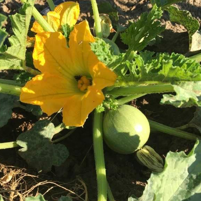 Squash