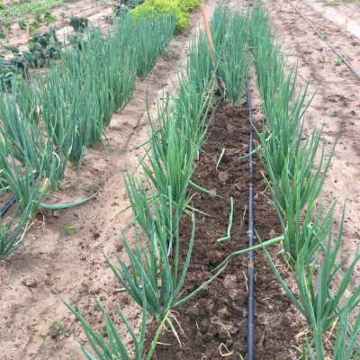 Green Onions