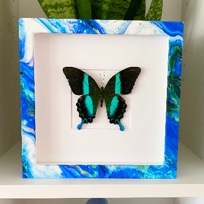 Butterfly Shadow Box Frame