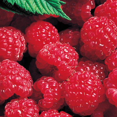 Red Latham Raspberries