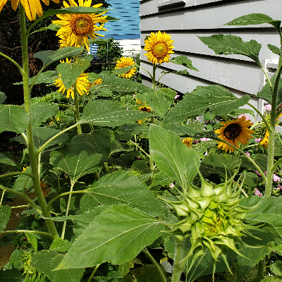 Sunflowers (Dwarf)