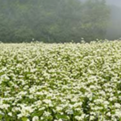 Buckwheat Blossom Honey