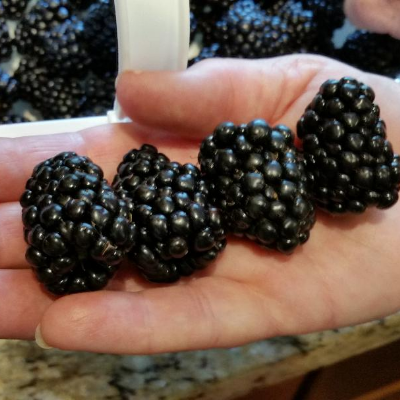 Kiowa Blackberries