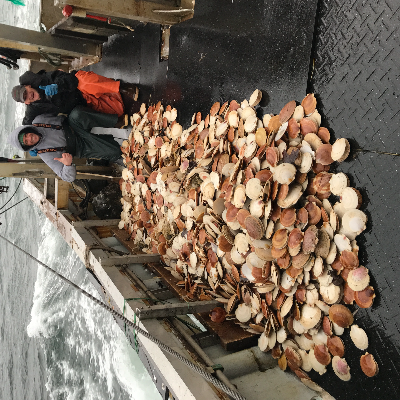 Day Boat Scallops