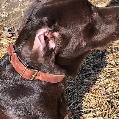 Leather Dog Collars