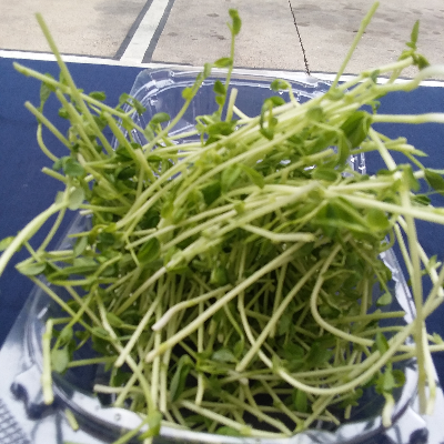 Peas Microgreens