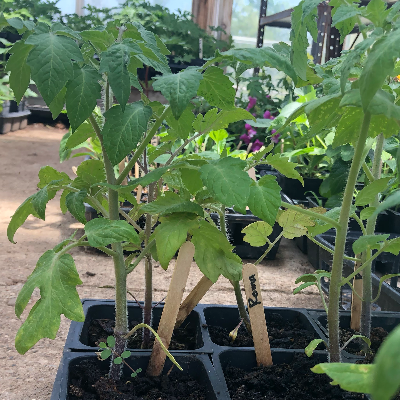 Tomato Plants