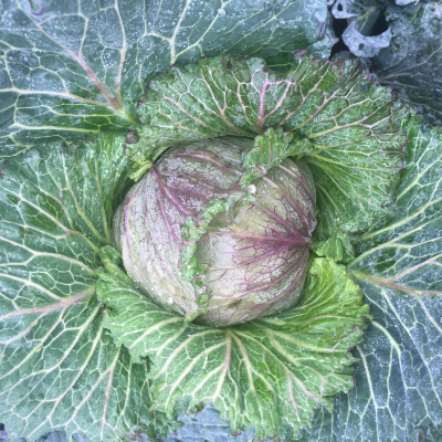 Cabbage - Savoy