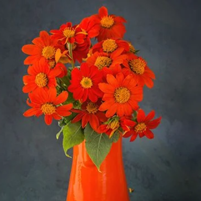 Tithonia, Red Torch