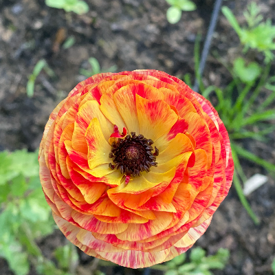 Ranunculus