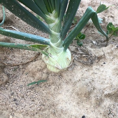 Spring Onions