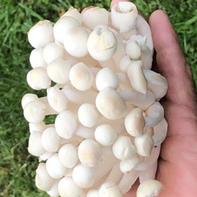 White Beech Mushrooms