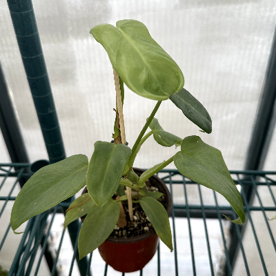 Philodendron Bipennifolium