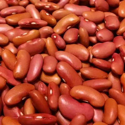 Beans - Dried Bush