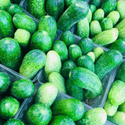 Pickling Cucumbers