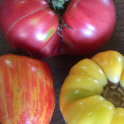 Heirloom Tomatoes - Plant Starts, Fruit
