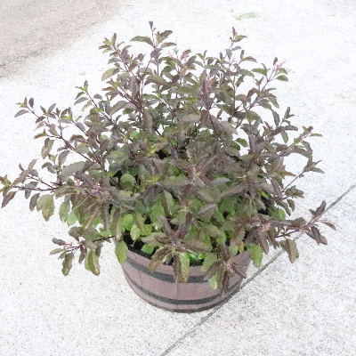 Tulsi Plant