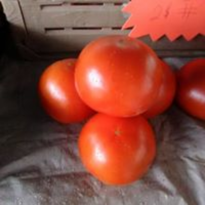 Tomato
