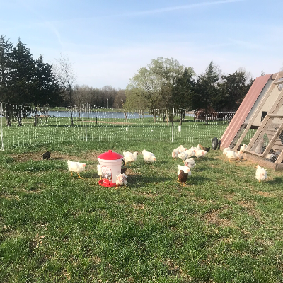 Pasture Raised Chicken