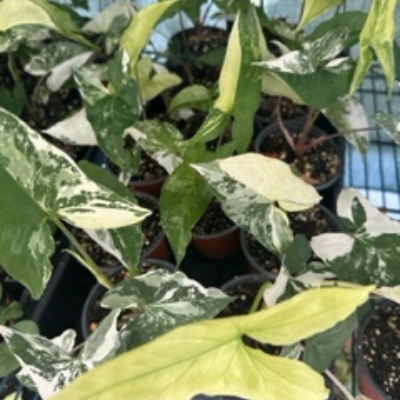 Syngonium Albo