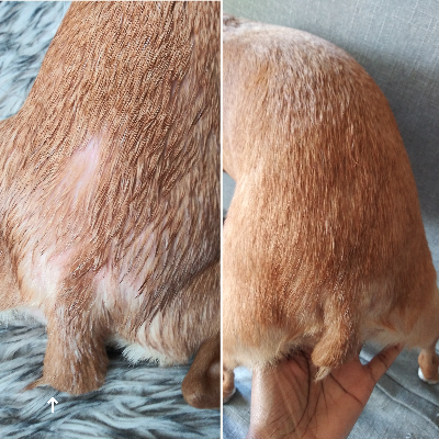 Soothing Pet Balm Skin, Nose & Paw