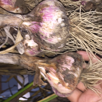 Organic Heirloom Garlic