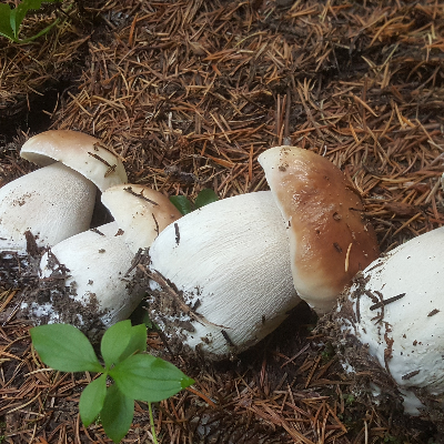 Fresh Wild Mushrooms