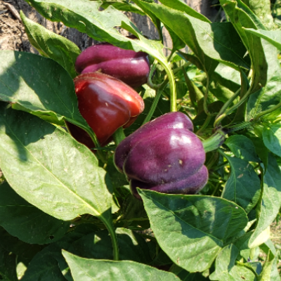 Bell Peppers- Purple