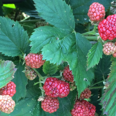 Blackberries