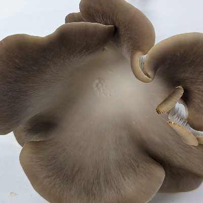 Gourmet Oyster Mushrooms
